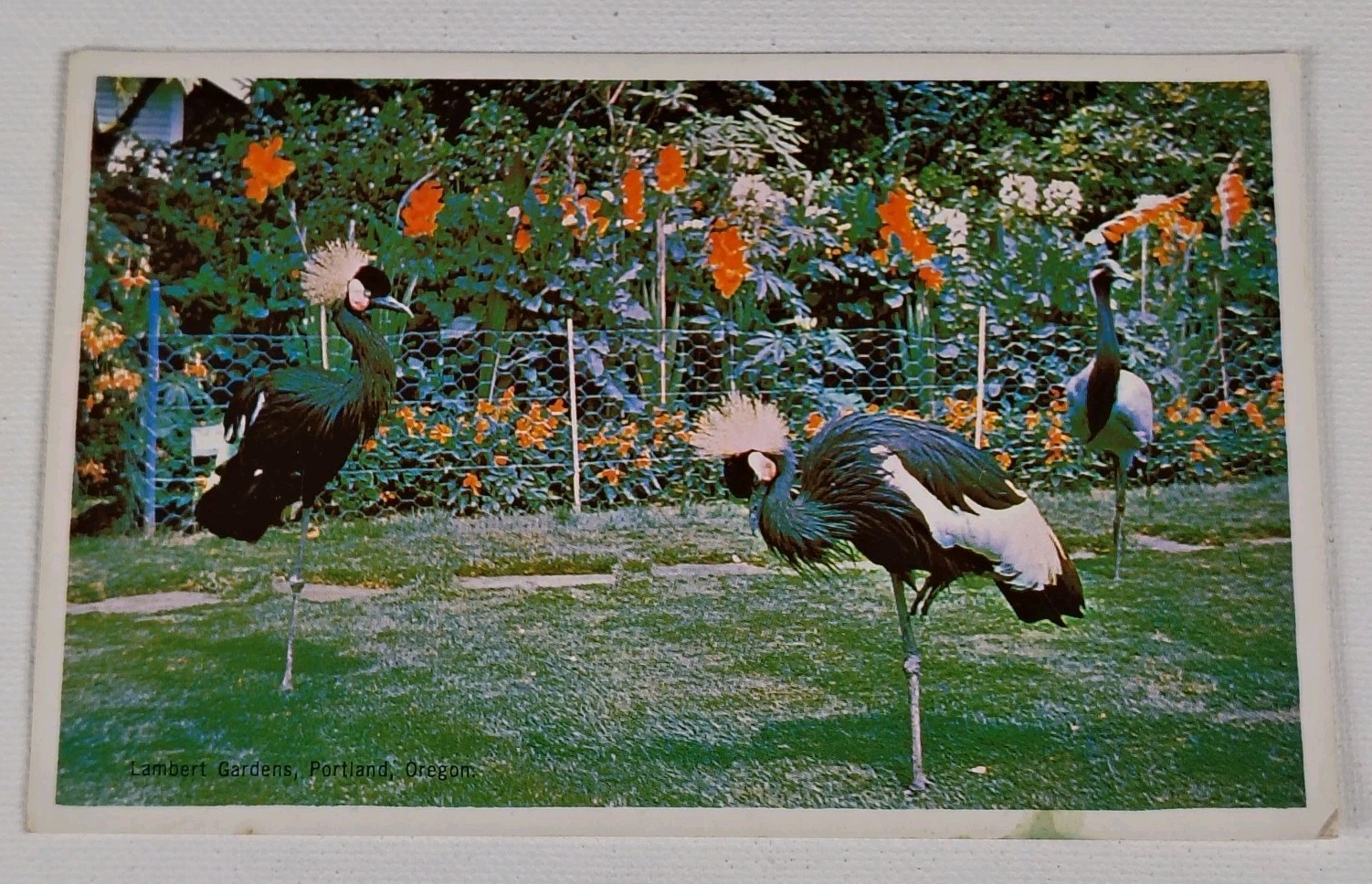 African Crowned Cranes Lambert Gardens Portland Oregon Vintage Postcard Birds