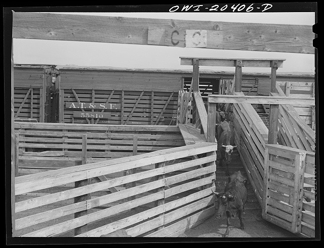 Albuquerque New Mexico 1943 Cattle Unloading Stockyards AT&SF Railroad