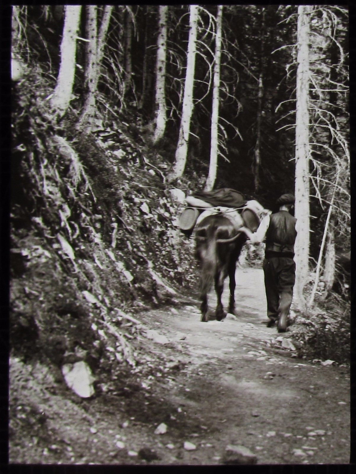 Glass Magic Lantern Slide CLIMBING UP LA FLEGERE C1910 PHOTO FRANCE