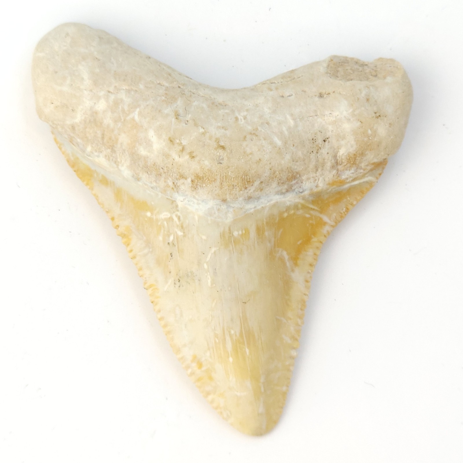 Bone Valley Orange 1.61