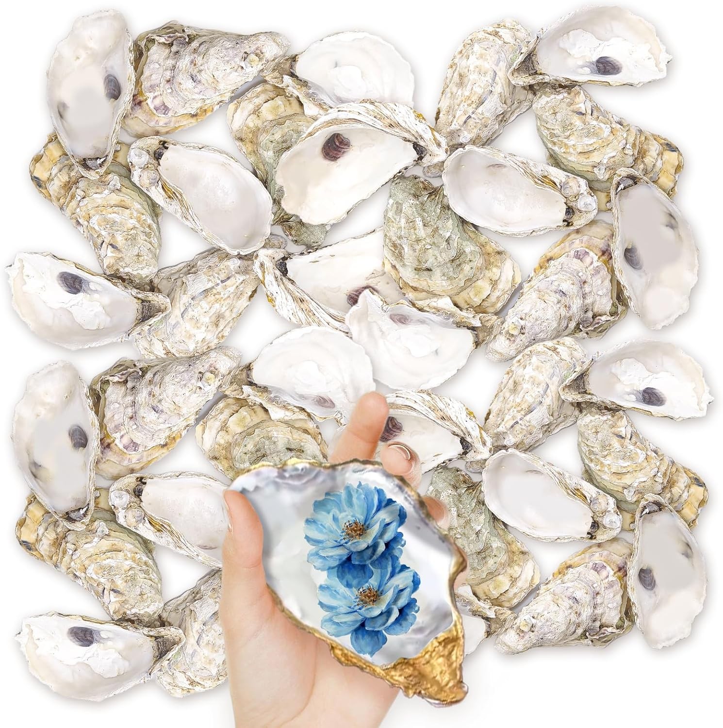 36PCS Oyster Shells 5
