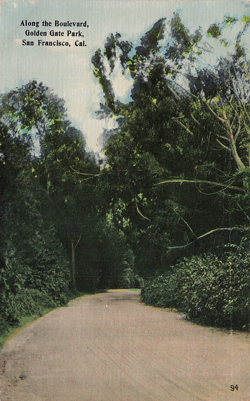 San Francisco CA California Golden Gate Park Boulevard Tree Vtg Postcard 15A