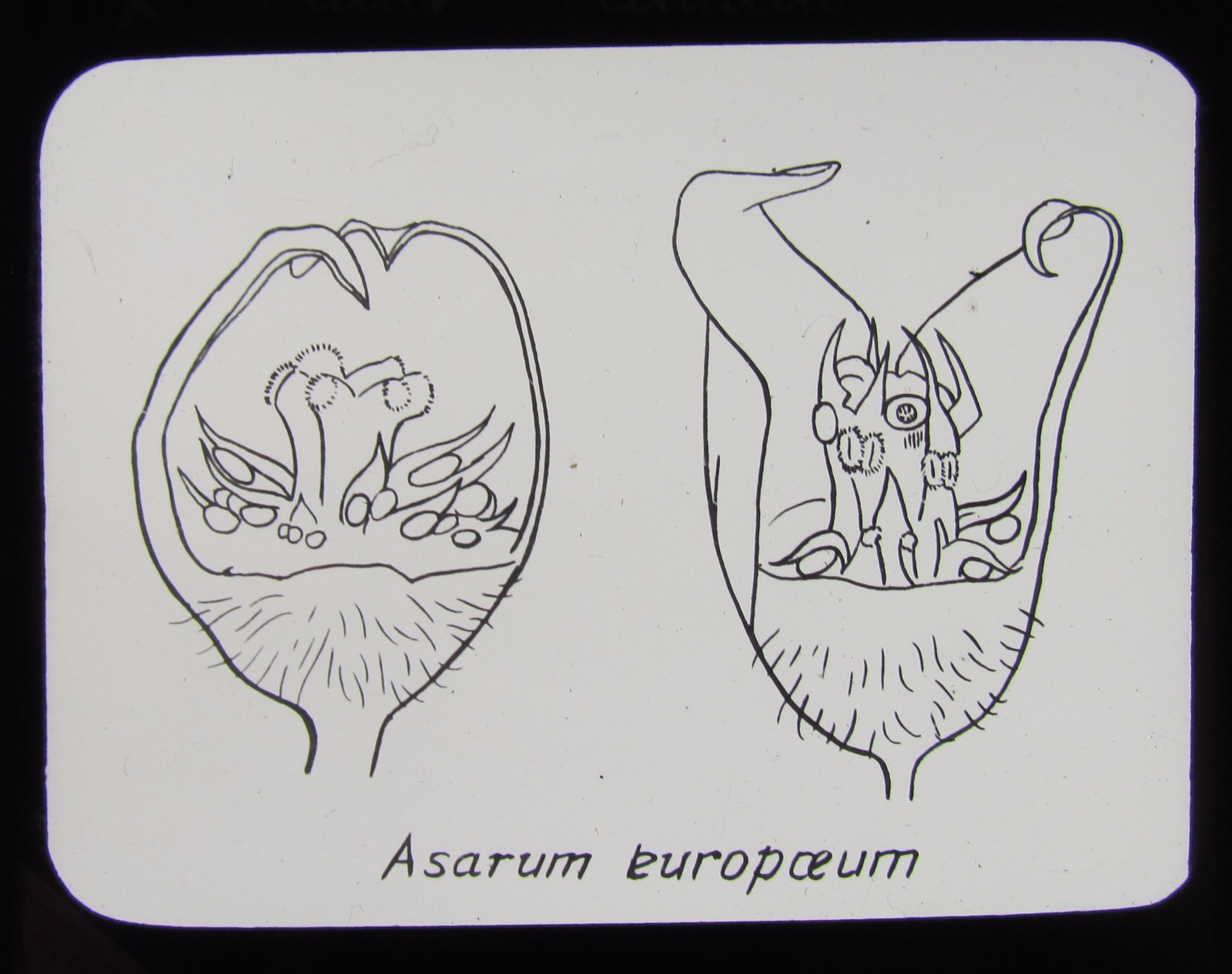 Glass Magic Lantern Slide PLANT POLLINATION NO29 C1900 DRAWING ASARUM EUROPOEUM