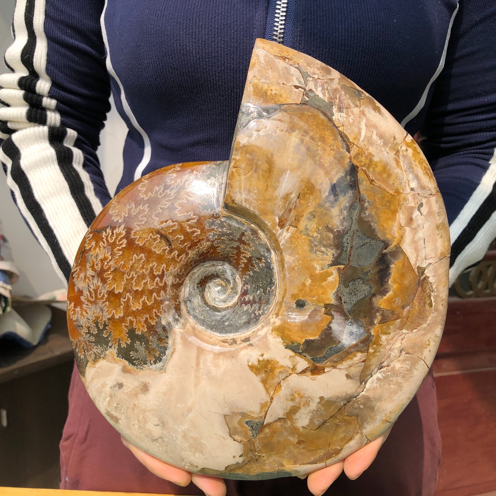 5.9LB Natural Beautiful Ammonite Fossil Conch Crystal Specimen Healing
