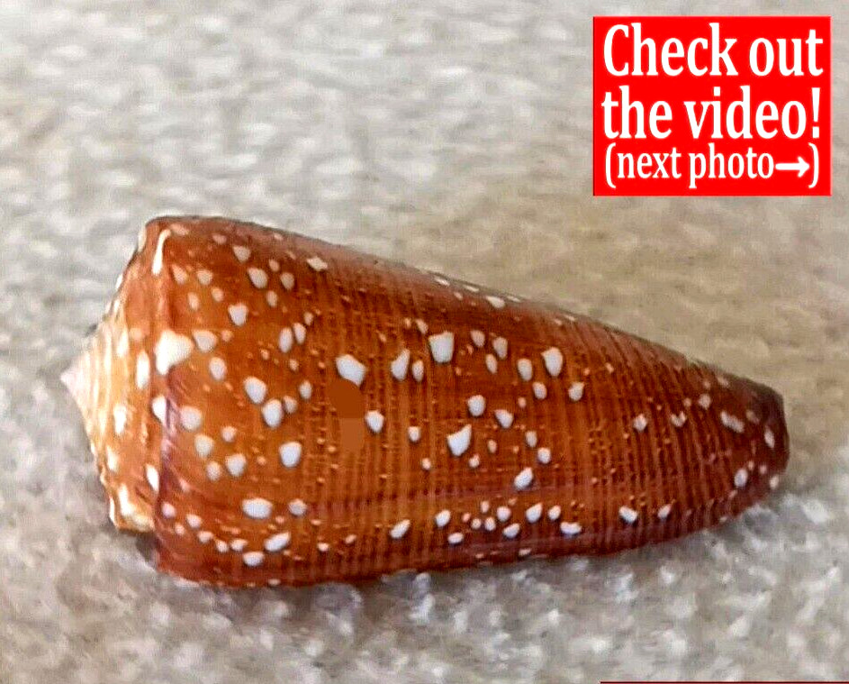 Conus victor f. abbai #31  53.2mm BIG GORGEOUS RARE BEAUTY from Indonesia