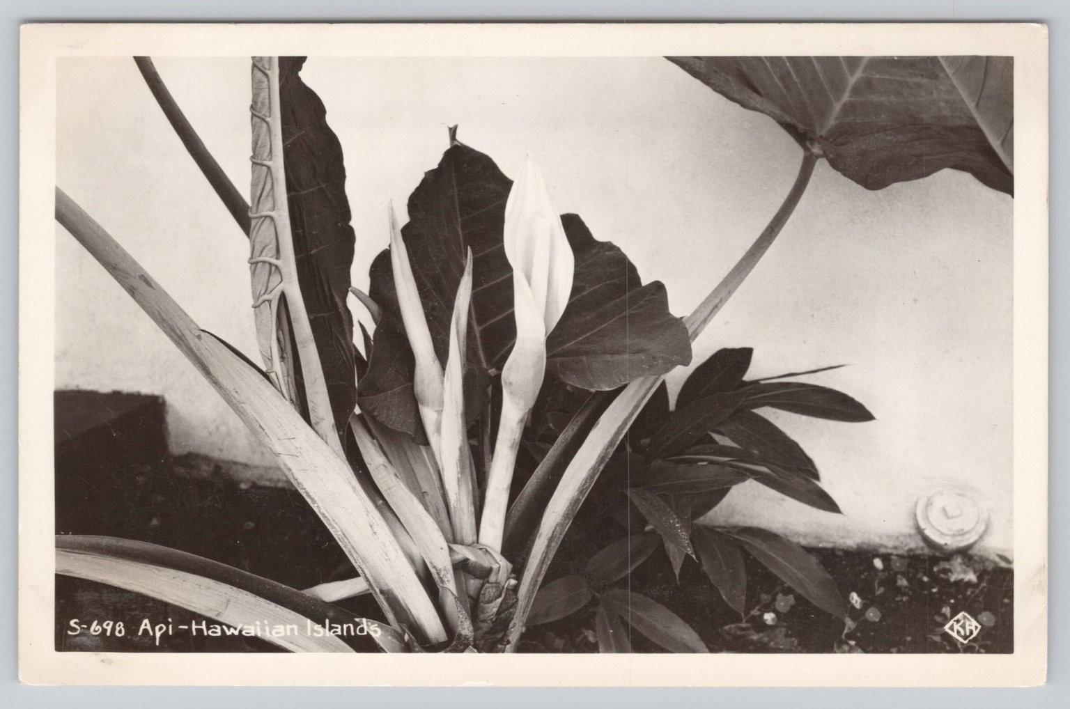 Vintage Real Photo Postcard Api Taro Plant Flowers Hawaiian Islands RPPC