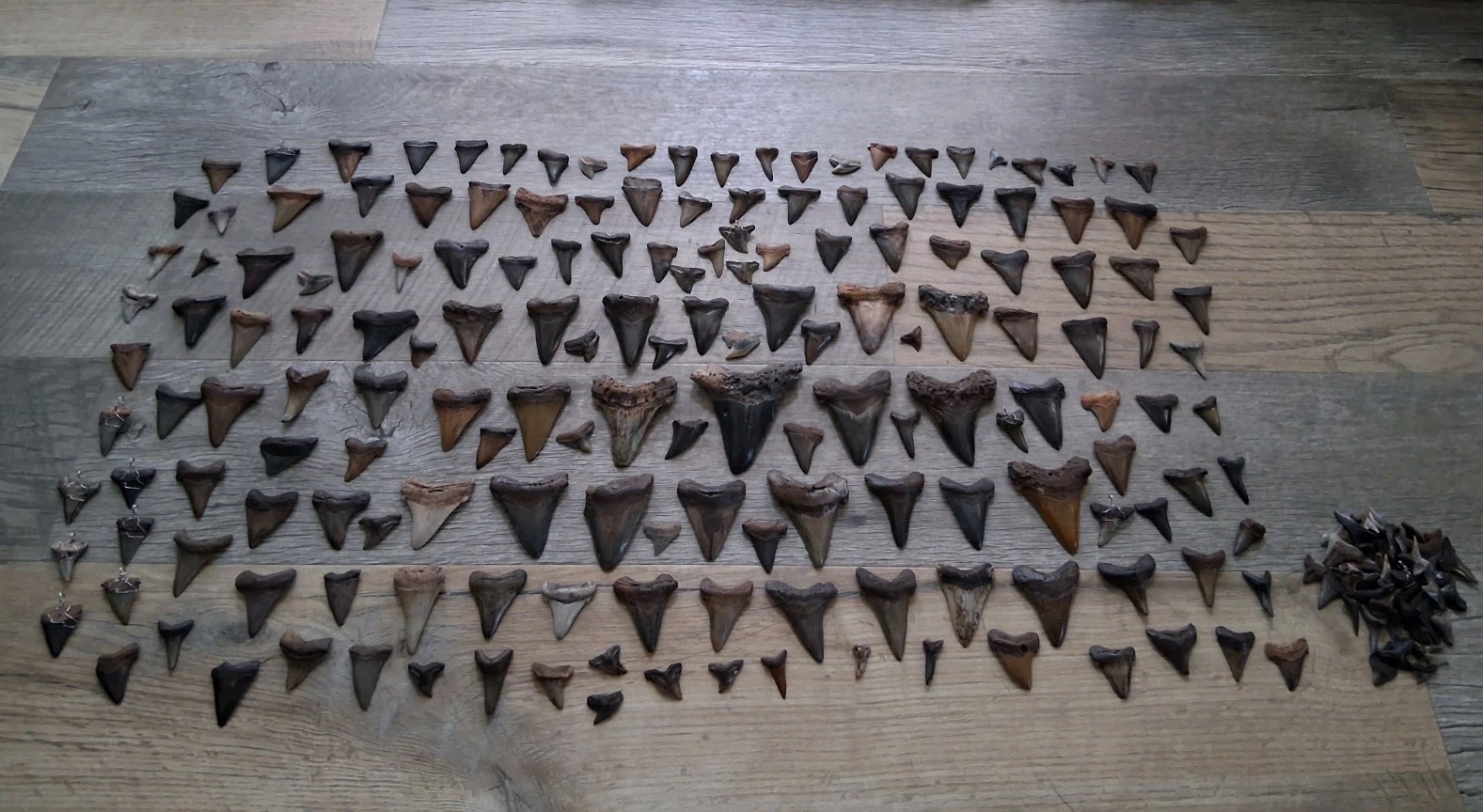 Huge Lot Of Megalodon Era Shark Teeth Angustidens Mako More Fossil Tooth