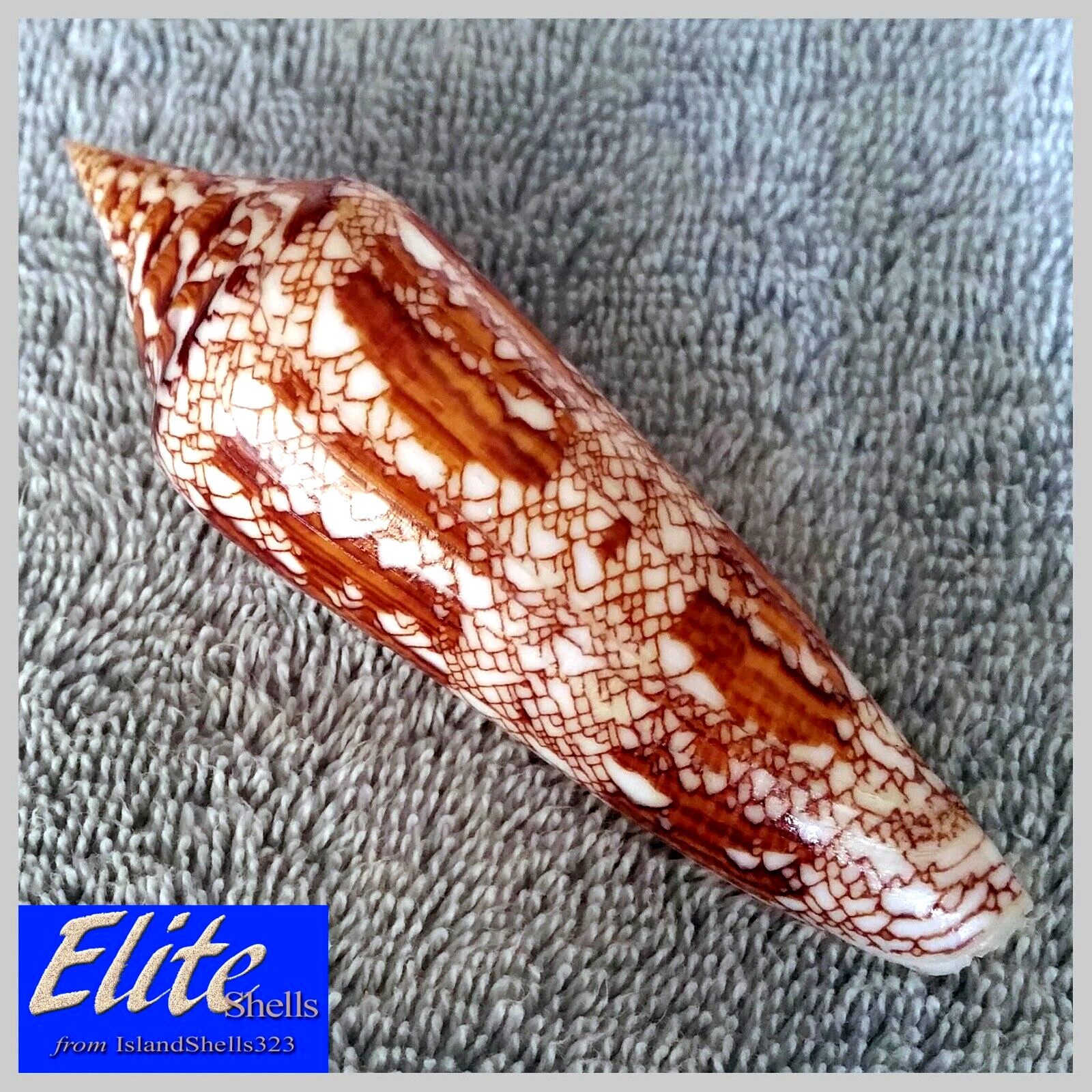 Conus Bengalensis #10  105.5mm ULTRA GORGEOUS BEAUTY from Myanmar (Burma)