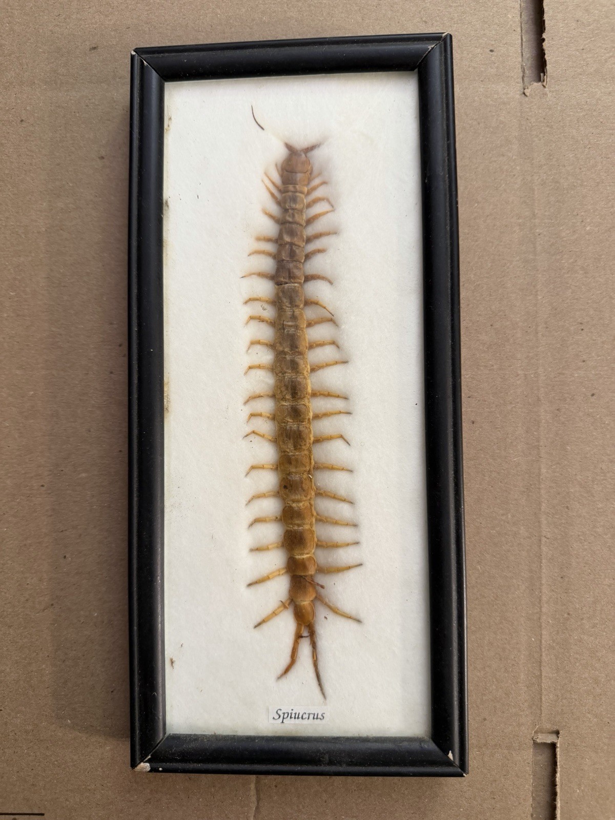 Vintage Real Centipede Framed