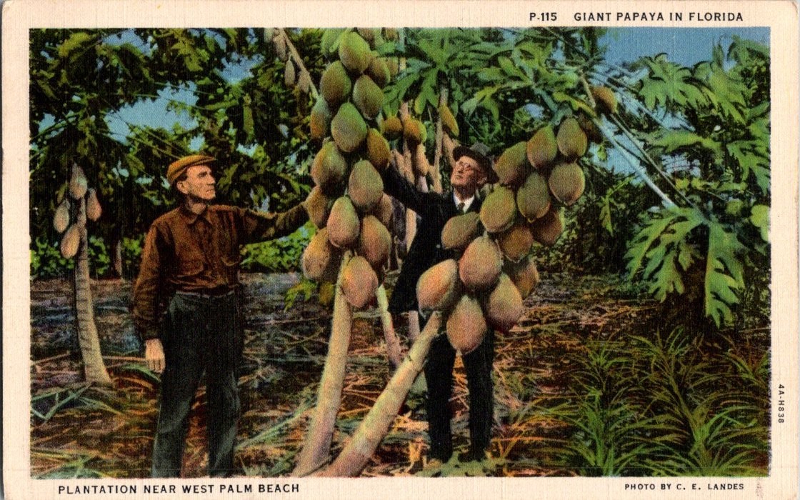 Vintage Giant Papaya Plantation Near West Palm Beach Florida Postcard