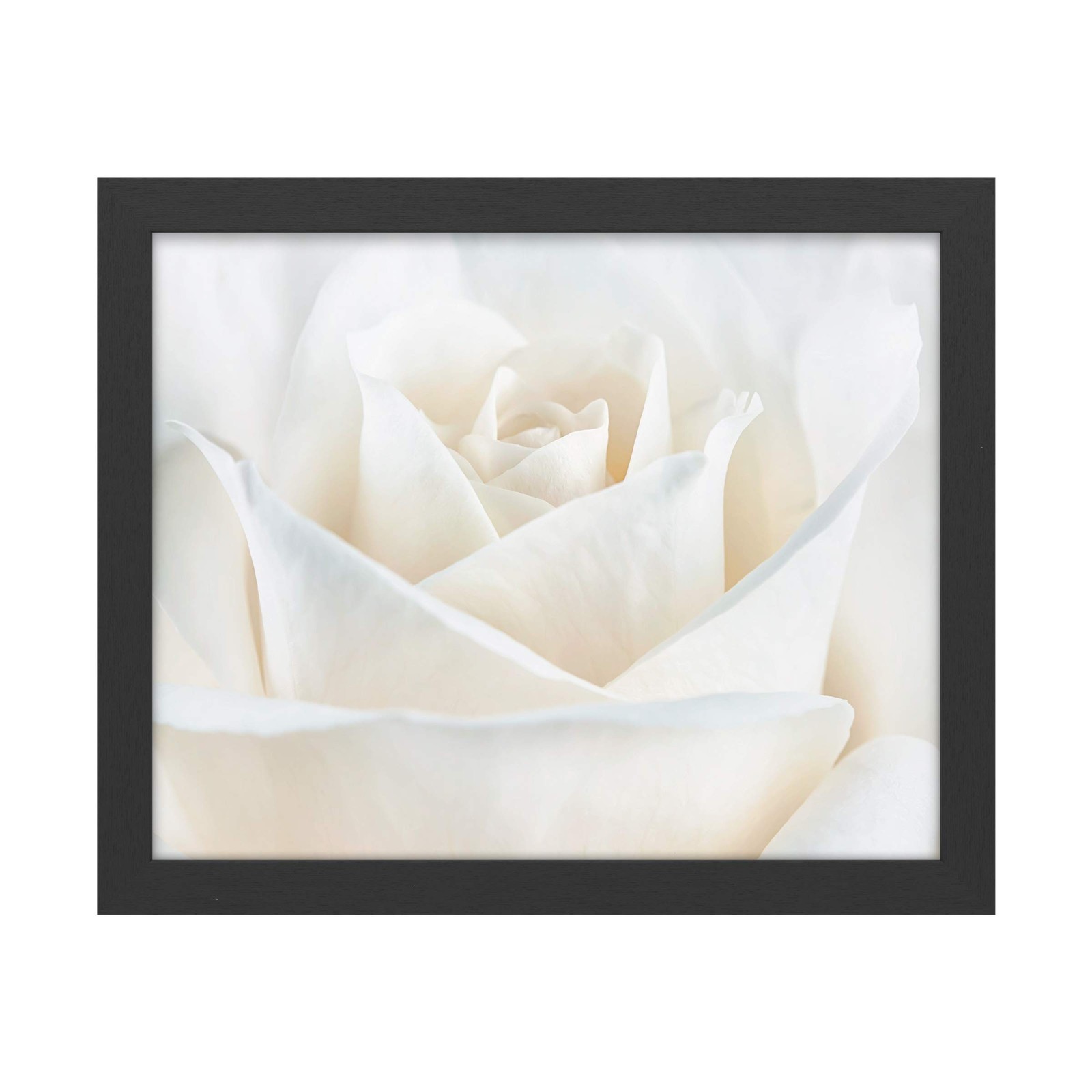 Trademark Fine Art Pure White Rose Black Frame 16x20