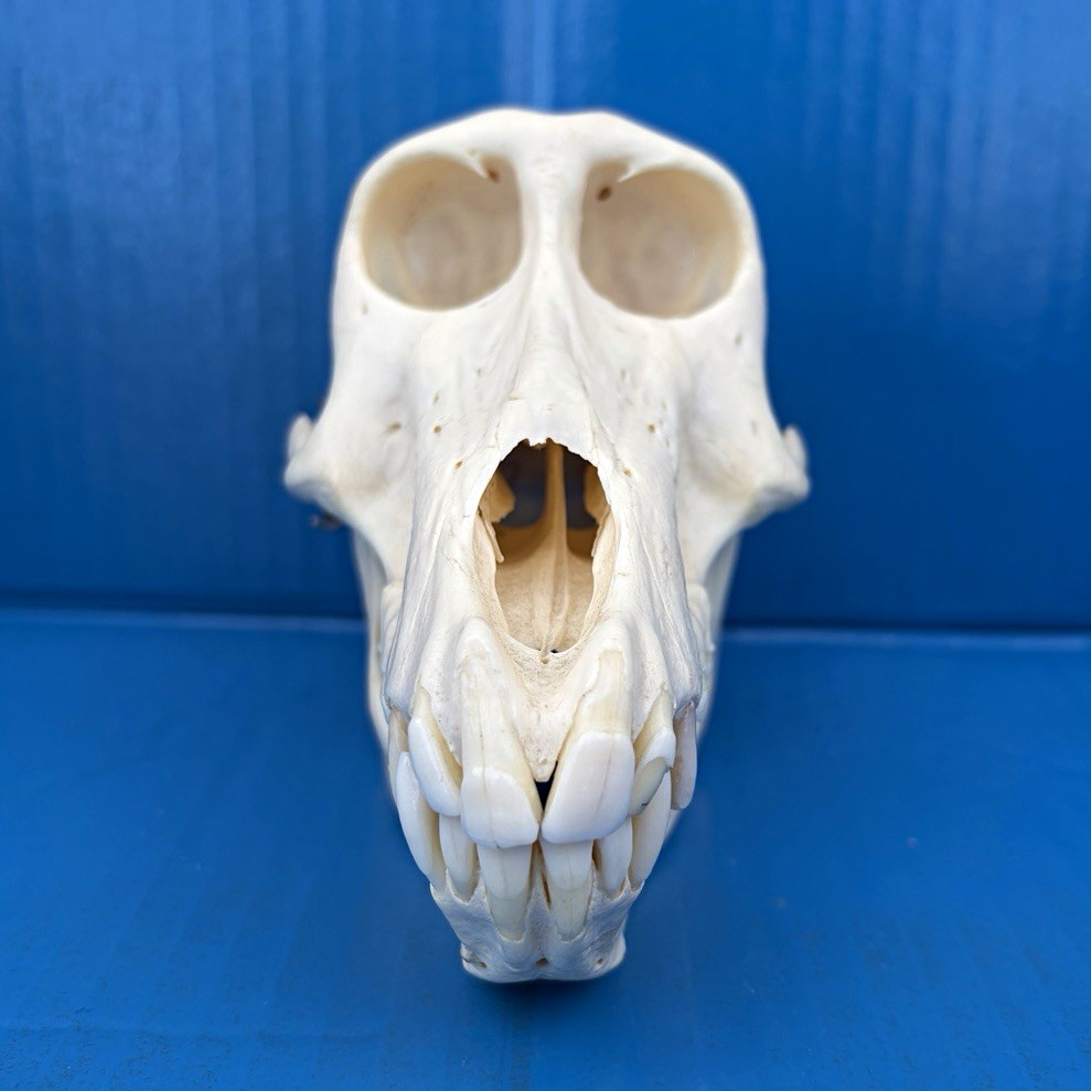 Female Chacma Baboon Skull Bone