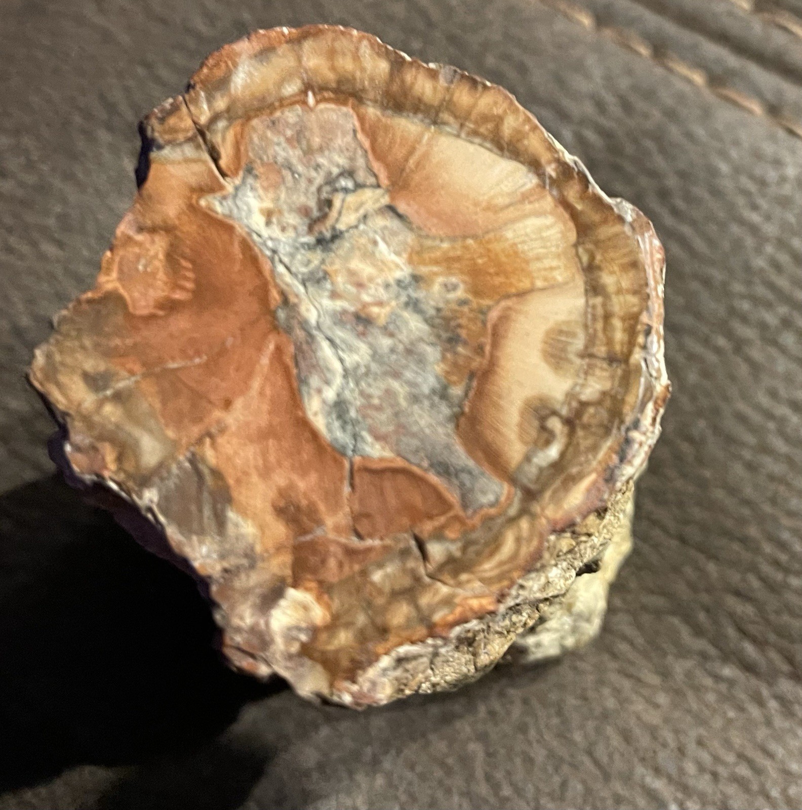 Petrified Wood Natural Log Specimen From Utah 3” 1/4 x 2”  11/64