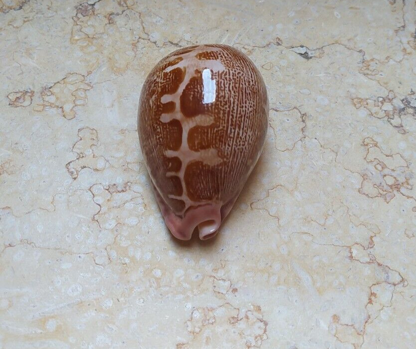 F Cypraea rosea mappa RARE singularis 75.9mm F++++ great pattern natural glossy
