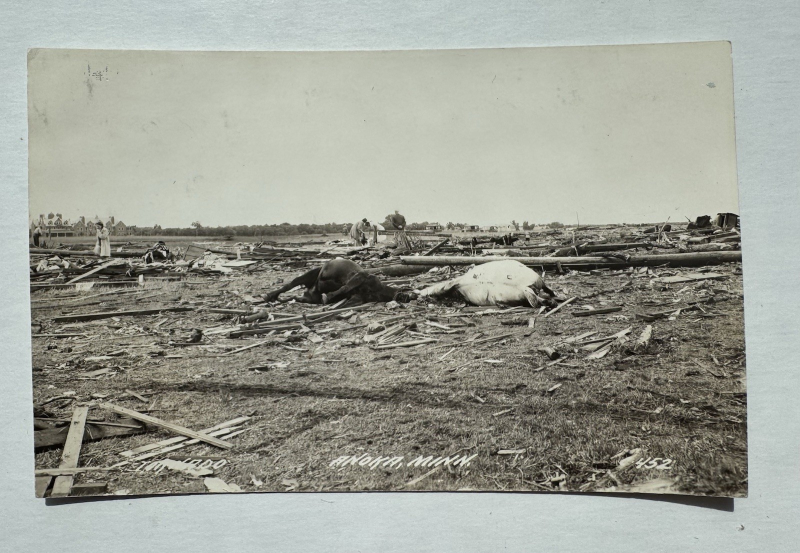 Antique RPPC 1918 Tornado Disaster Anoka MN Farm Animal Cows Woman Postcard