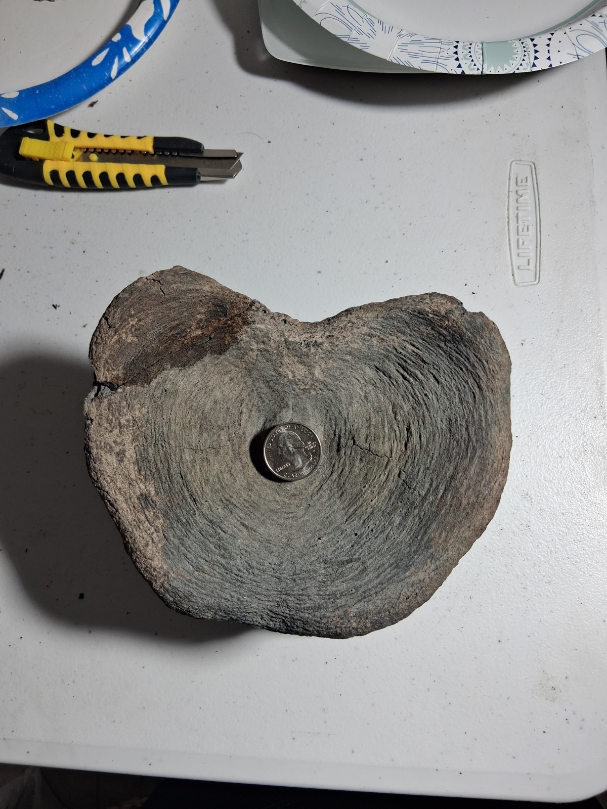 Huge XXL Megafauna VERT BACKBONE ICE AGE EXTINCT