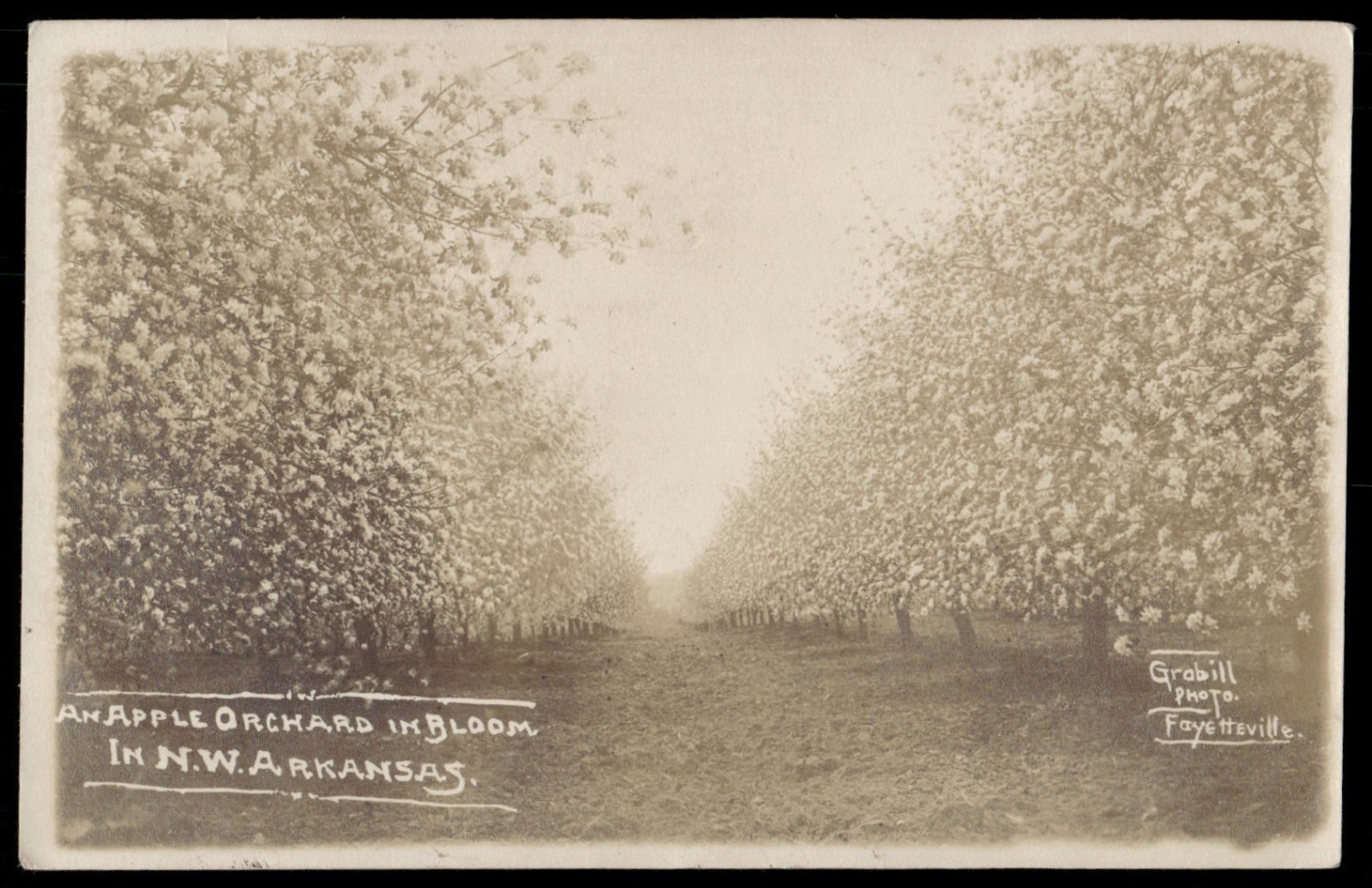 Vintage Postcard Real Photo Apple Orchard Northwest Arkansas 1909