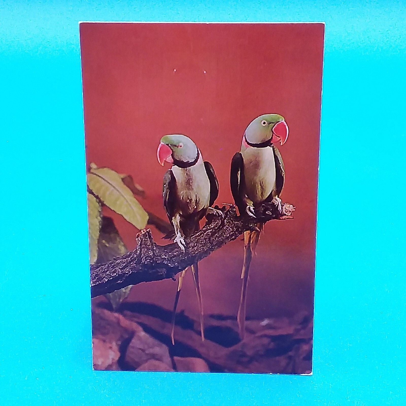 POSTCARD St Louis Zoological Garden Divided Unposted Indian Ring Neck Parakeet