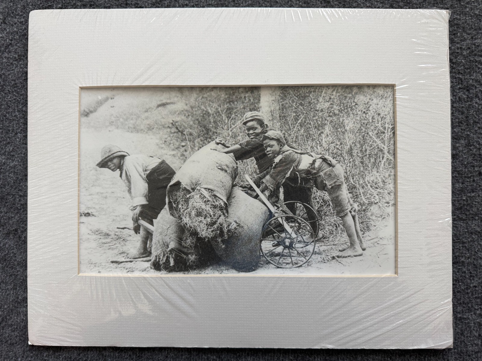 Historic Photo Collecting Spanish Moss Turn of the Century 11x14 Hand Restored