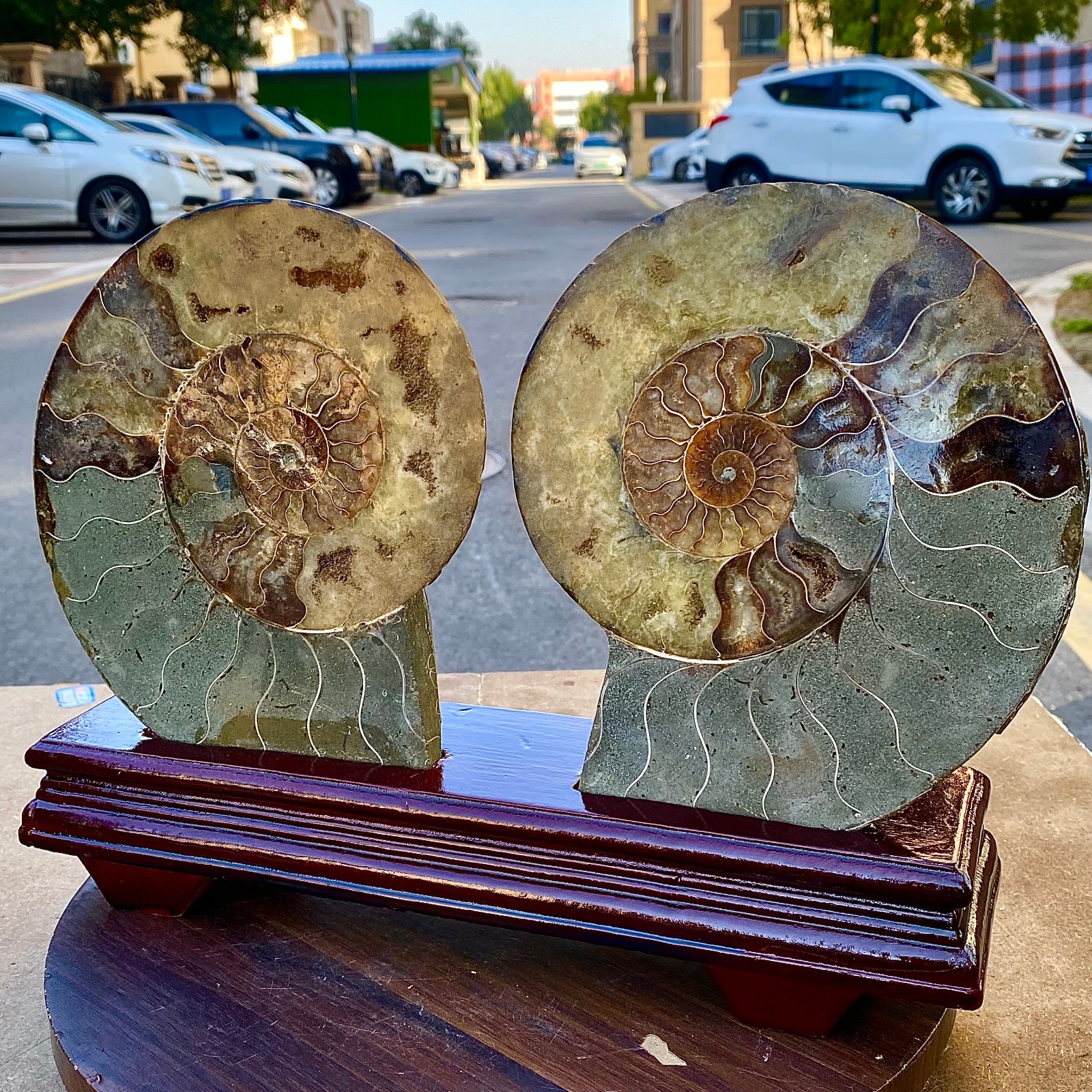 4.56LB 1pair of Natural conch slice polished Fossil Madagasca