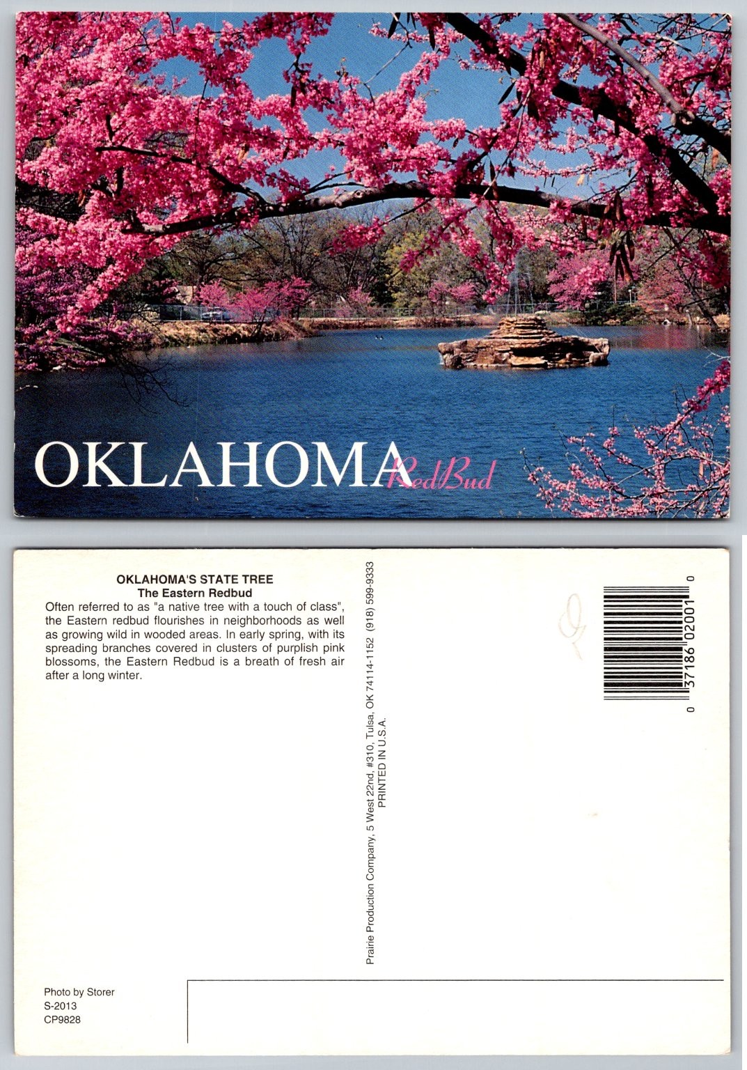 Oklahoma Redbud State Tree Postcard - Tulsa Prairie Production Company