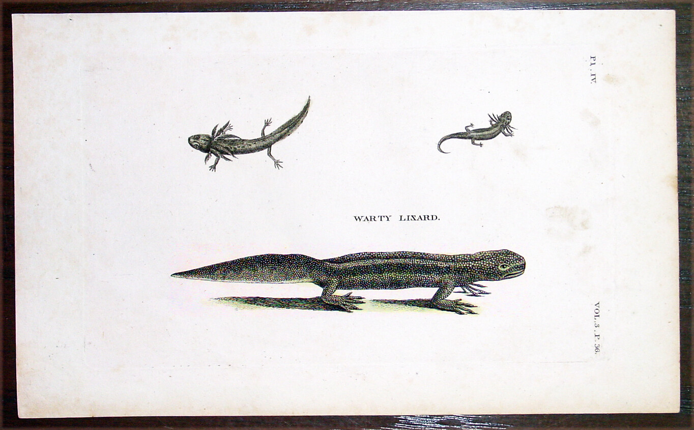 1777 Thomas Tennant & Moses Griffiths Antique Print Warty Lizard British Zoology