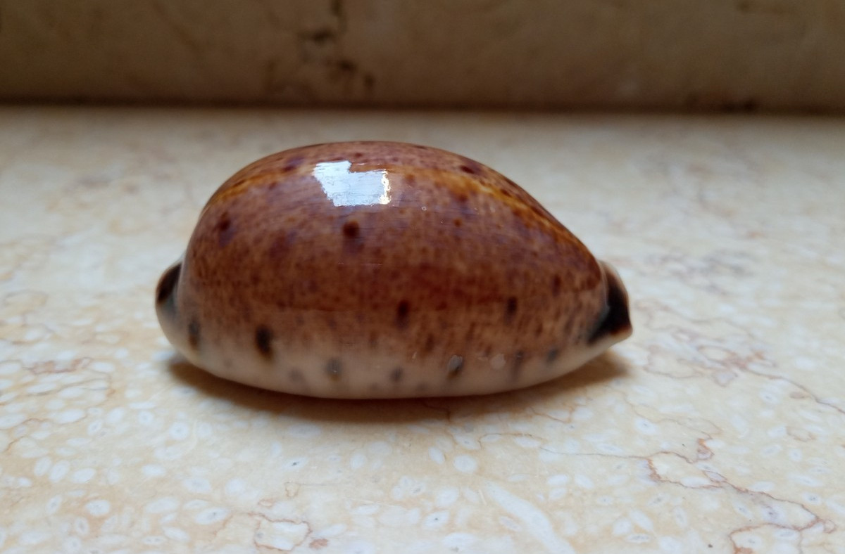 F Cypraea lyncina lynx WOW glossy red seashell cowry Cypraeidae 69.5mm F++++F+++