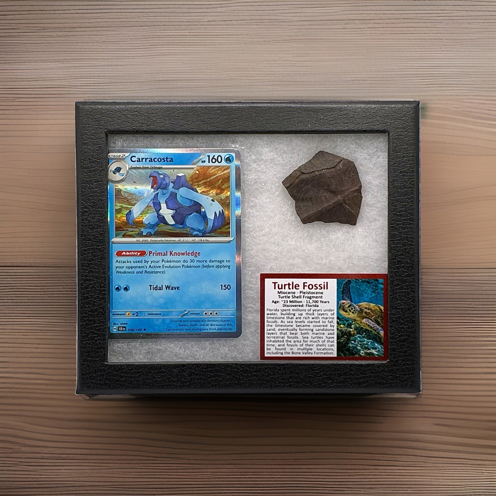 Carracosta Pokémon Card With Authentic Turtle Fossil Fragment In Display W 	COA