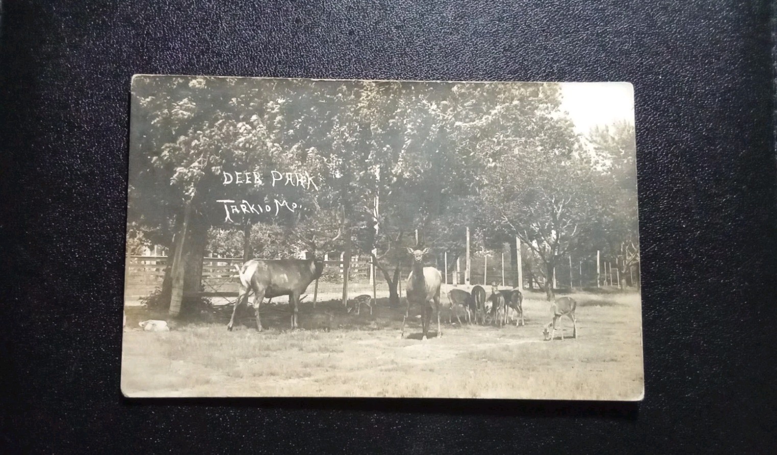 RPPC Tarkio MO Deer Park Herd Atchison County Real Photo Postcard 1910