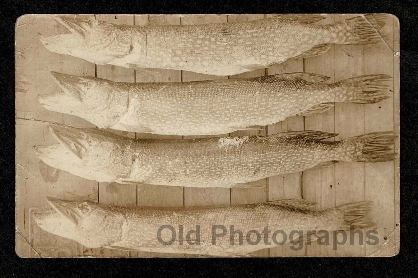 RPPC FISHERMAN\'S CATCH 4 NORTHERN PIKE OLD/VINTAGE PHOTO- H130