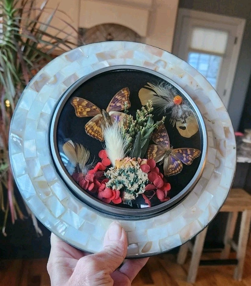 Butterfly Taxidermy Mother Of  Pearl Shell Mosaic Frame Convex Bubble Glass Art