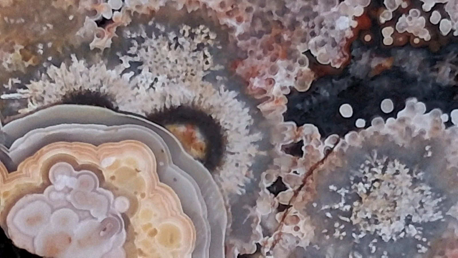 1lb 2.5oz Polished Bird's Eye Rhyolite Slab - Mushroom Jasper Display Specimen