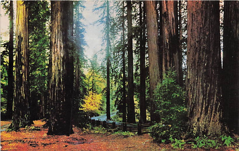 Postcard CA: Fall Leaves in the Redwoods, California Coast
