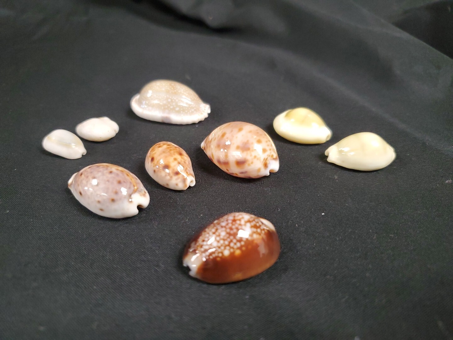Lot Of 9 Cypraea Lyncina Lynx,Monetaria - Hawaii Thailand Philippine RARE SHELLS