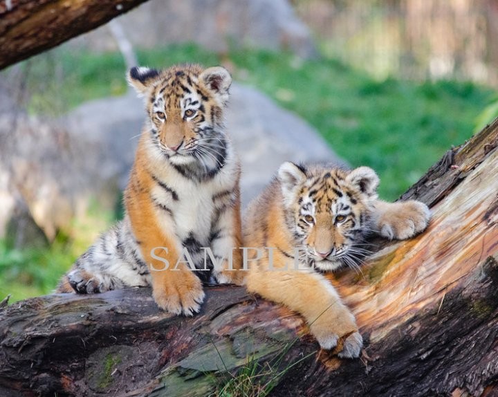 SIBERIAN TIGER CUBS PHOTO  (163-c)