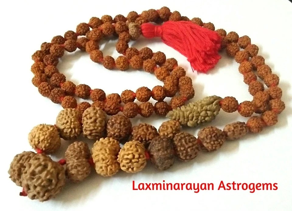 Rudraksha Siddha Mala 1 Mukhi To 14 Mukhi Rudraksha Java Origin Lab Certified