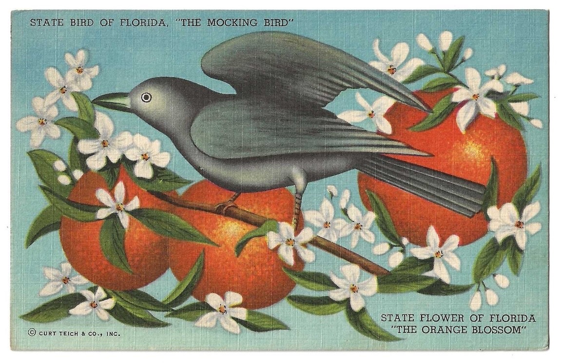 Florida c1940\'s State Flower, Orange Blossom, State Bird, Mocking Bird,