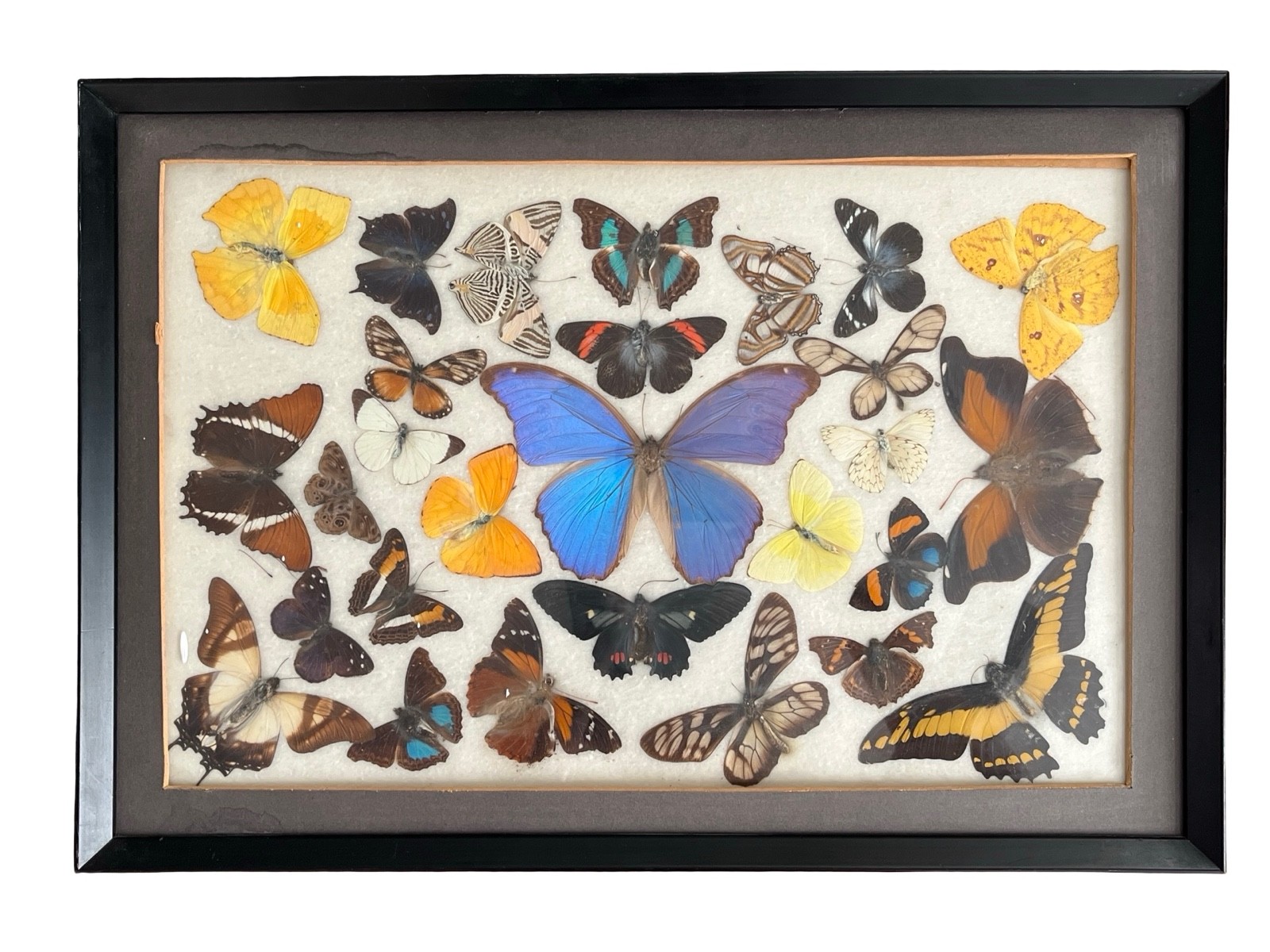 Vintage Framed Butterfly Moth Taxidermy Collection Arranged In Glass 19.5