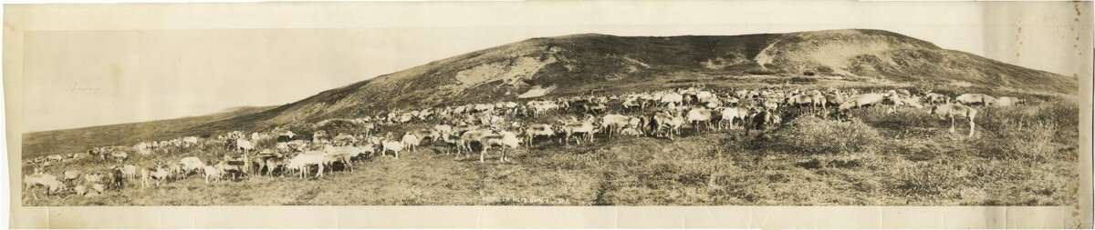 c.1930\'s PHOTO USA PANORAMA REINDEER HERD NOME  ALASKA 54\