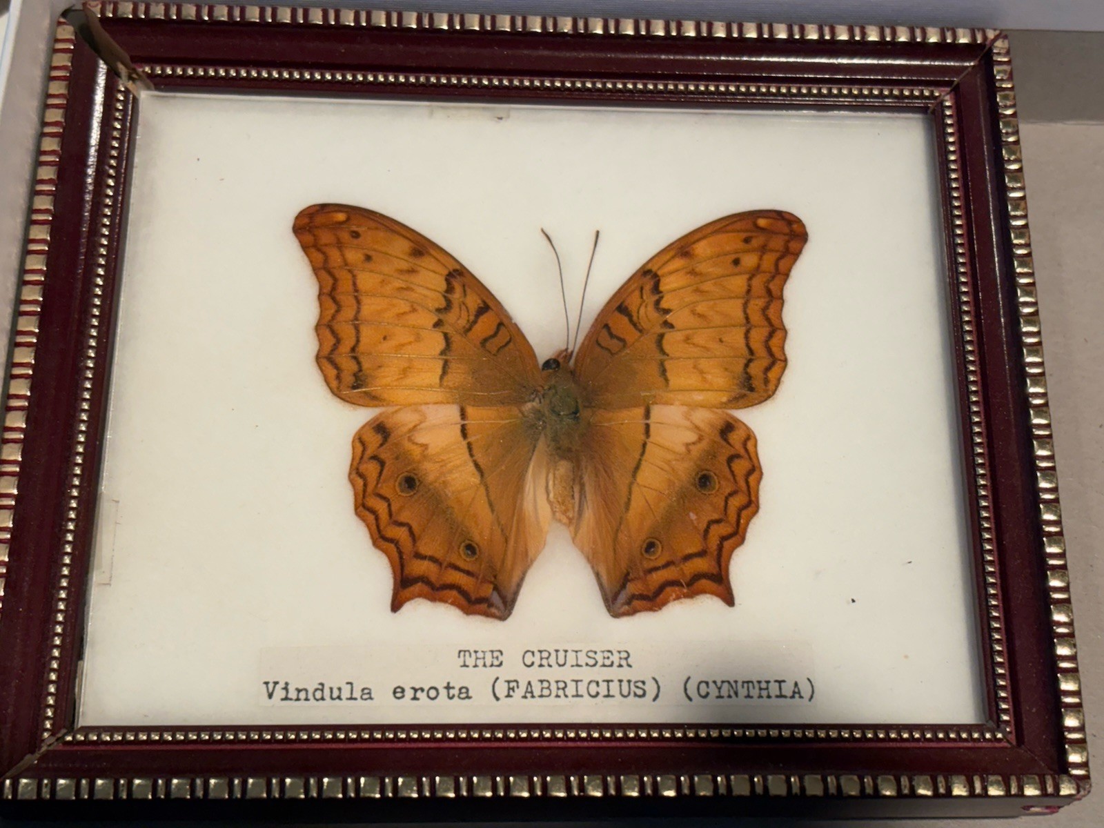 3 EA Framed Butterflies