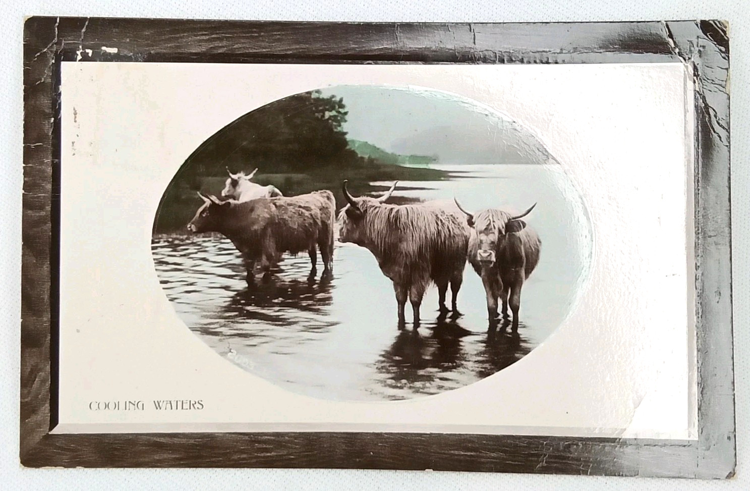 Antique Rotograph Real Photograph Postcard Bromide Paper RPPC Highland Cattle