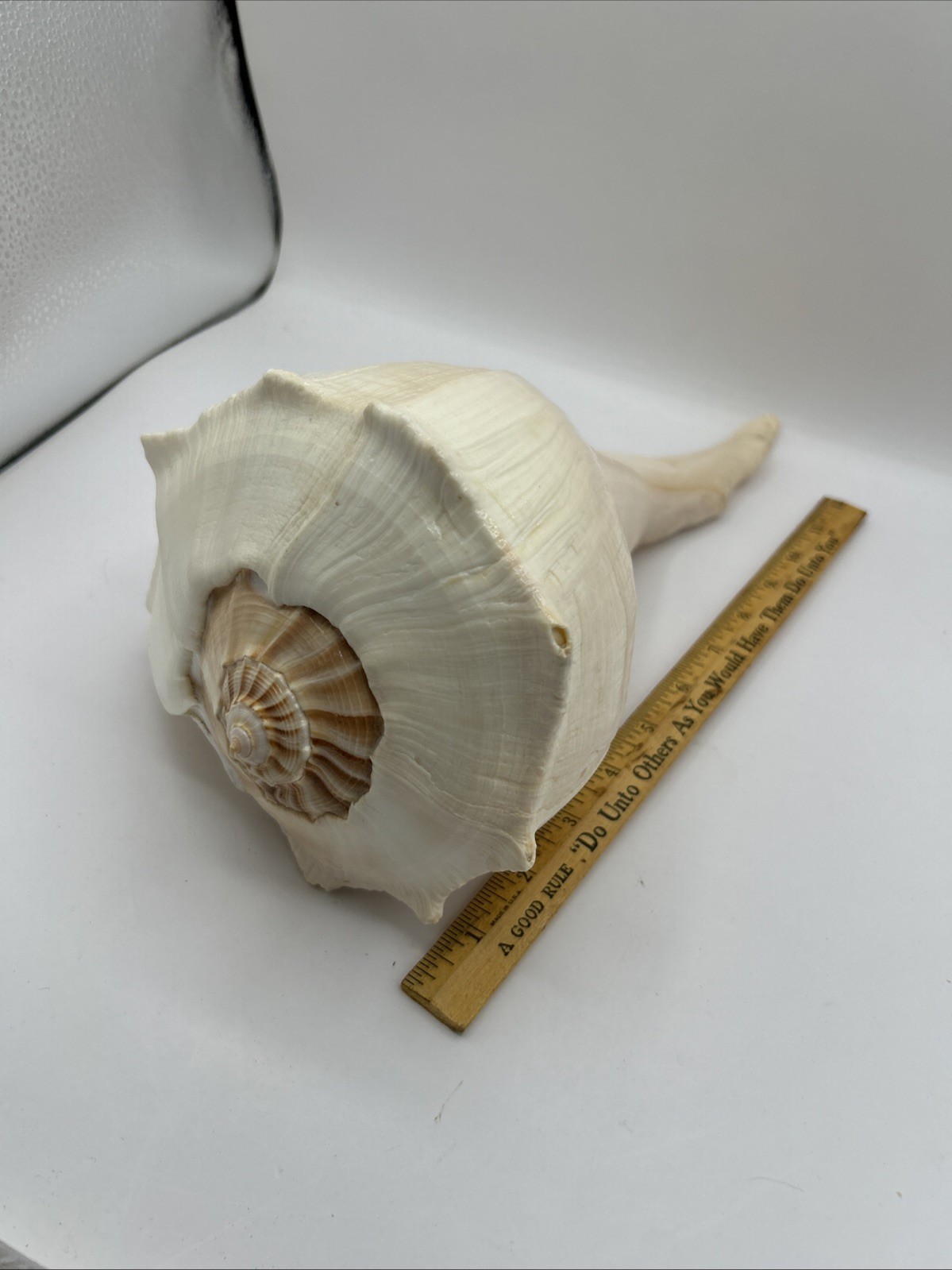 Large Natural Lightning Whelk Conch Shell  13
