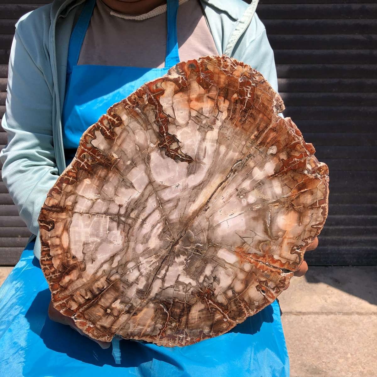 11.02LB Natural Petrified Wood Crystal Fossil Slice Shape Specimen Healing 6390