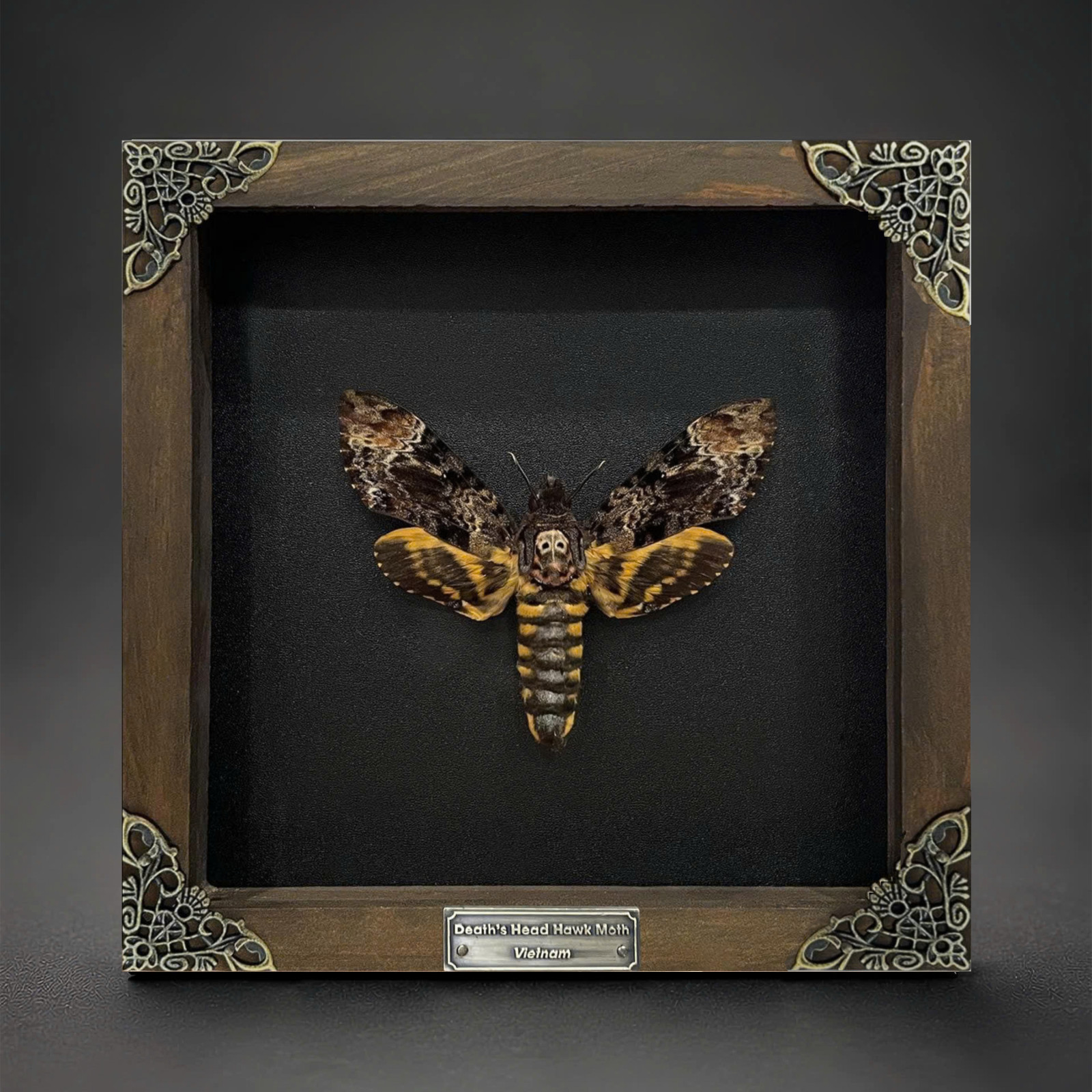 Death Head Moth Taxidermy in Wood Frame Insect Vintage Decor Gothic Wall Art