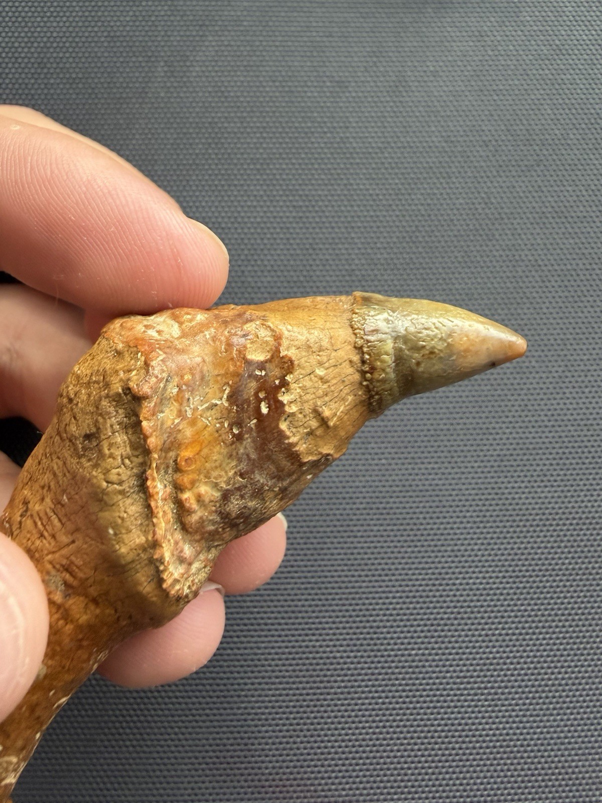 Museum Quality Cetacean Tooth Fossil - Chile - Marine Mammal Fossil