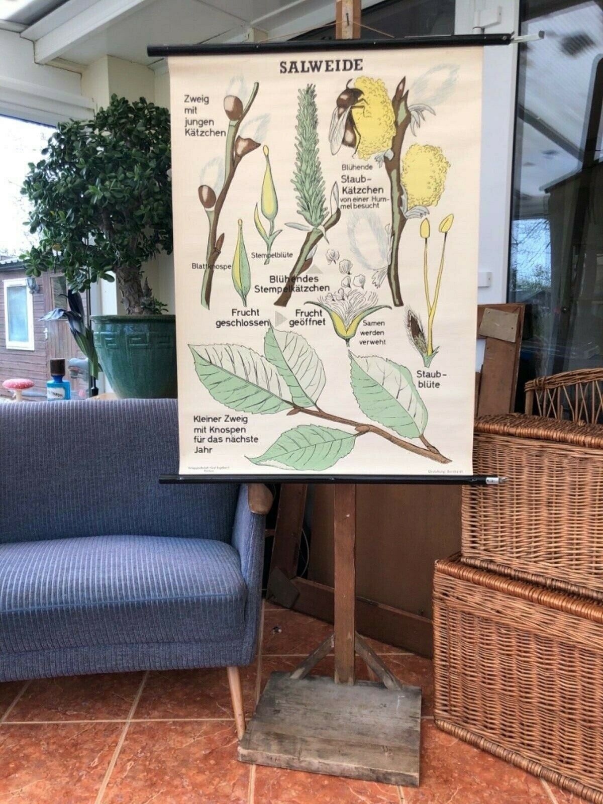 Vintage SALYX educational school chart  goat willow roll down chart BOTANICAL 