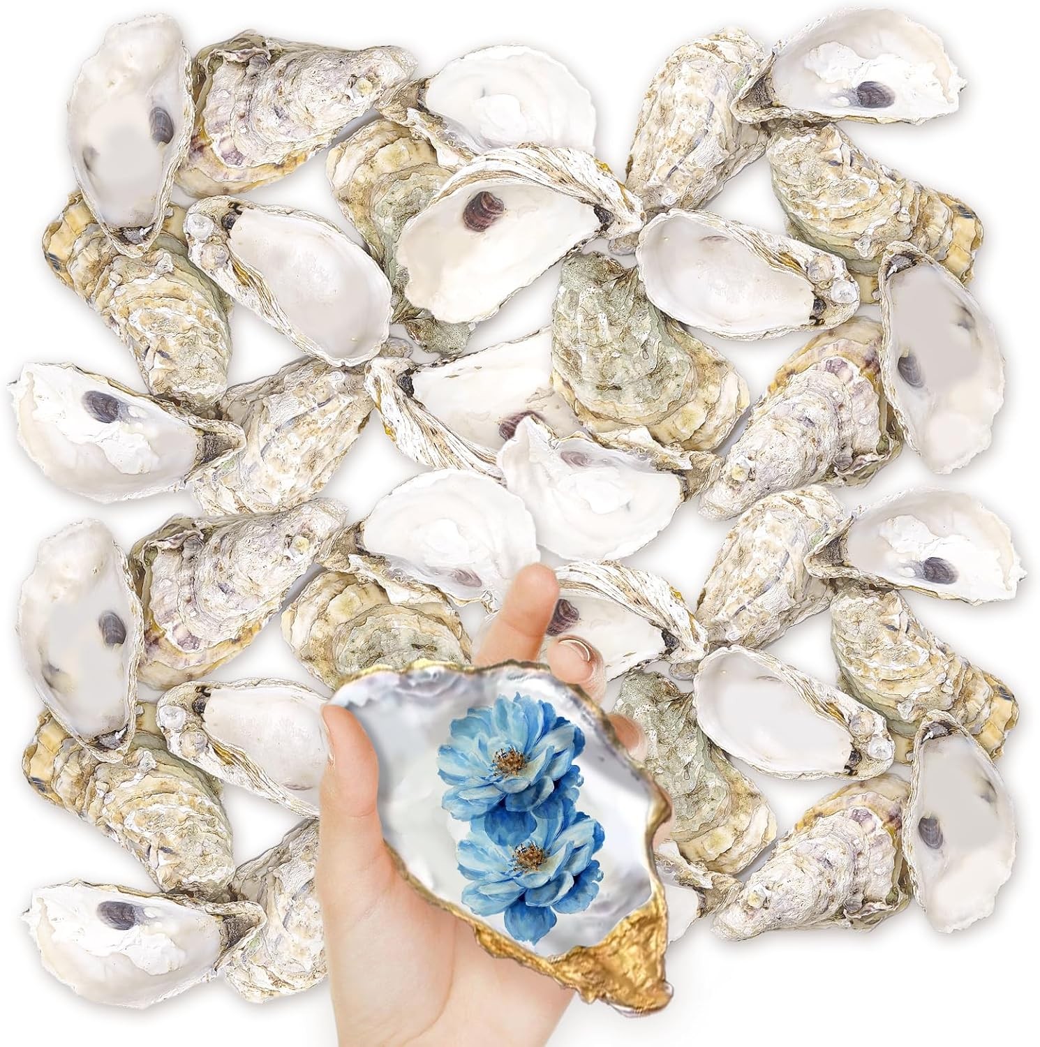 36PCS Oyster Shells 5