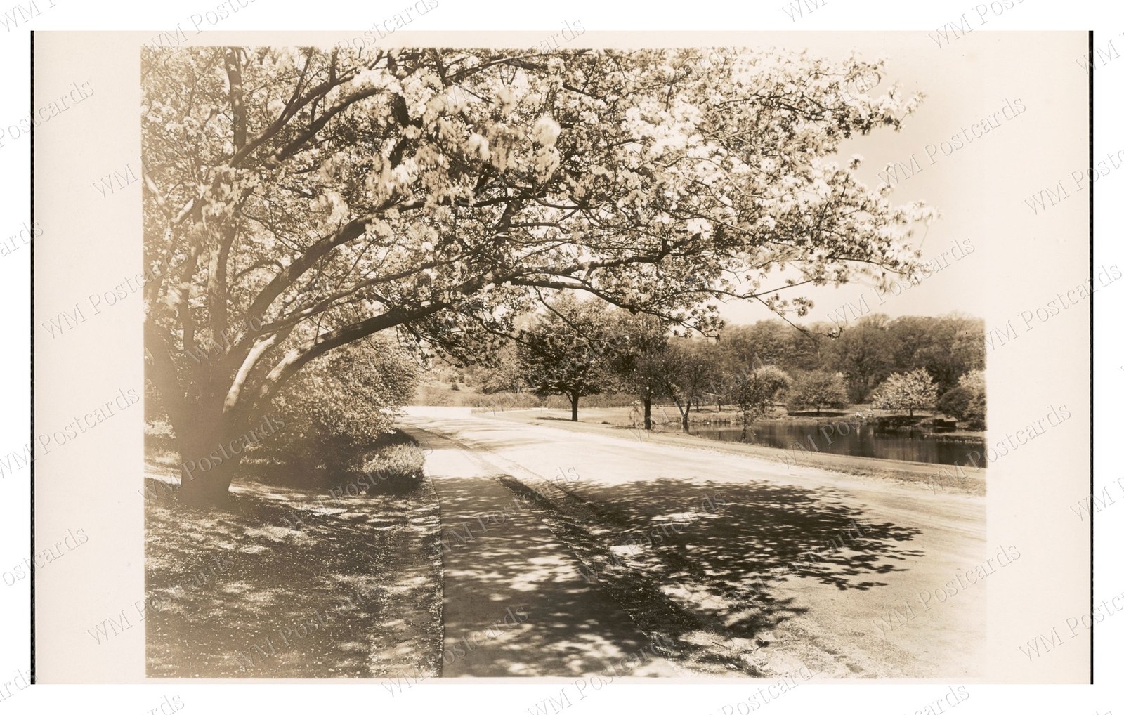 1920s-1960s Flowering Tree Roadside Pond Path Standard Postcard