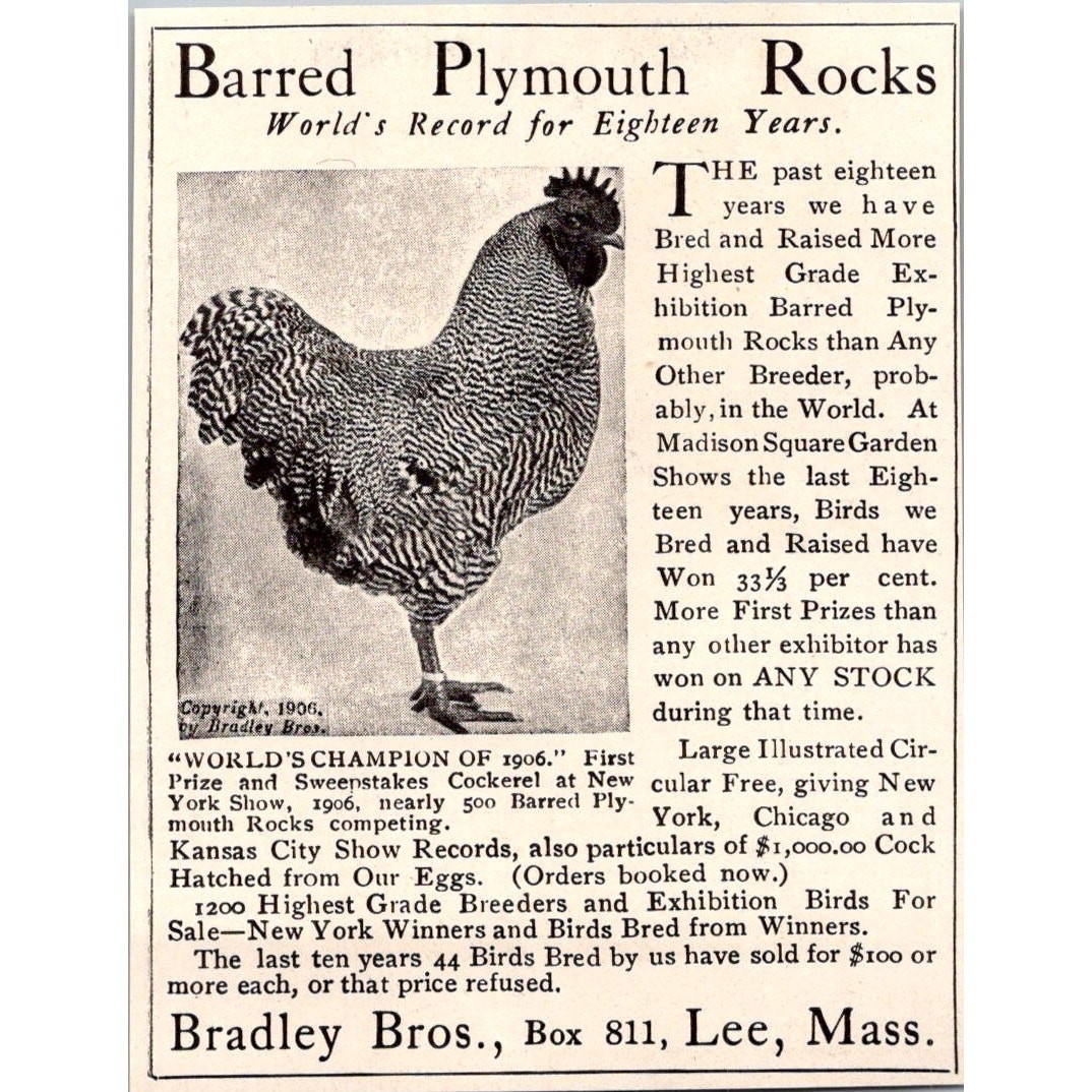 Bradley Bros. Barred Plymouth Rocks Lee MA 1908 Magazine Ad SAH1-M2