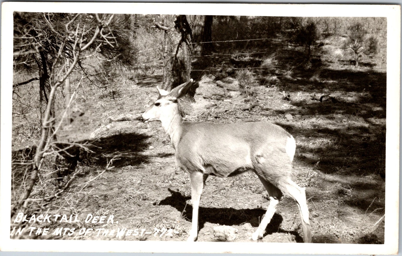 Blacktail Deer Postcard Unposted Vintage Real Photo In The Mts Of The West